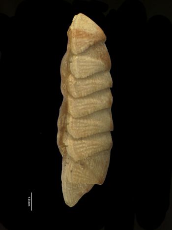 Media type: image; Malacology 155960   Description: lateral view of specimen;